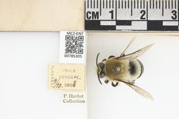 Media type: image;   Entomology 785305 Aspect: labels